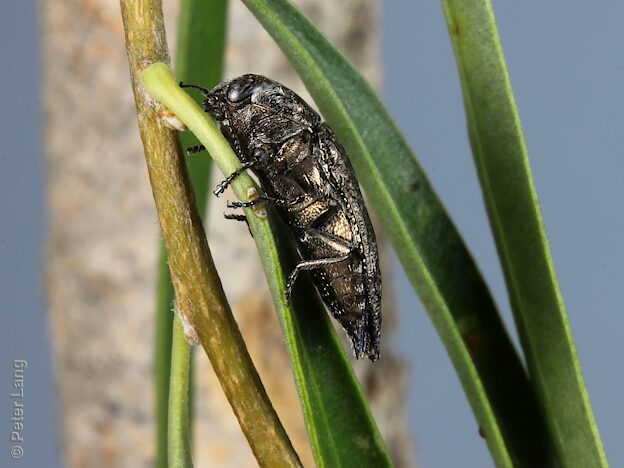 Melobasis abnormis, PL5505I, female, shown on larval host species Pittosporum angustifolium (reared adult), MU, 13.2 × 5.4 mm